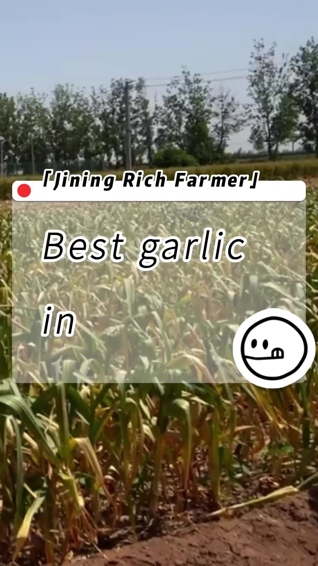 Jinxiang Garlic